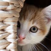 caty cat[[EMOJI:%F0%9F%90%B1]]